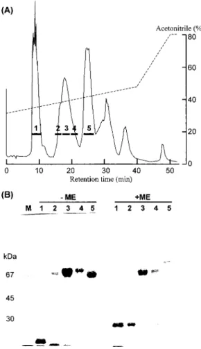 Fig. 4. Purification of HSF.（A）Preparative reverse‑