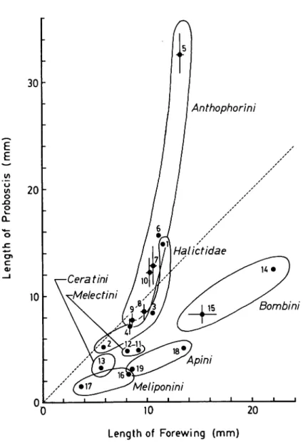 Fig. 1. The relationship between lengths of proboscis and forewing of