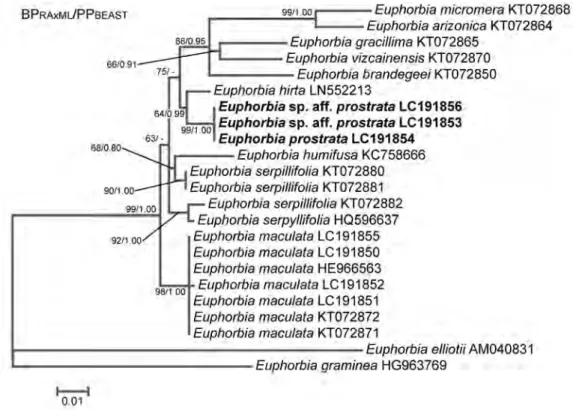 Fig. 3. Phylogenetic tree based on analysis of the chloroplast psbA–trnH intergenic non-transcribed spacer (cp  psbA–trnH), depicted by RAxML