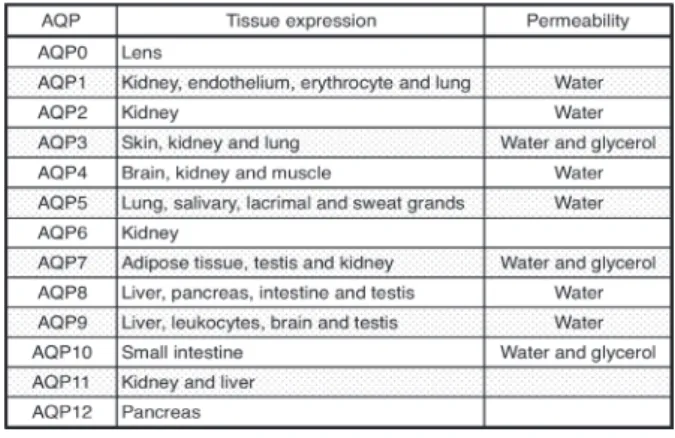 Table 1.   Tissue distribution and permeability of human  aquaporins.