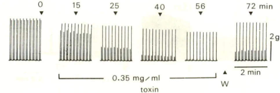 Fig. 3. Effect of the toxin on contraction of the nerve-muscle preparation.