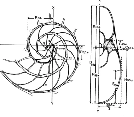 Fig. 1. Basic morphology, orientation and measurements ofthe shell of N. pompilius in median