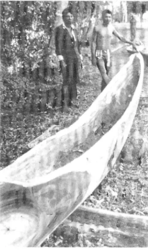 Fig. 10. Shrimp paste (ACANG) making. Batumar- Batumar-mar. Madura. June 27, 1981.