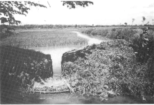 Fig. 15. Rice field fish culture (-SAW East Java. July 15, 1981.