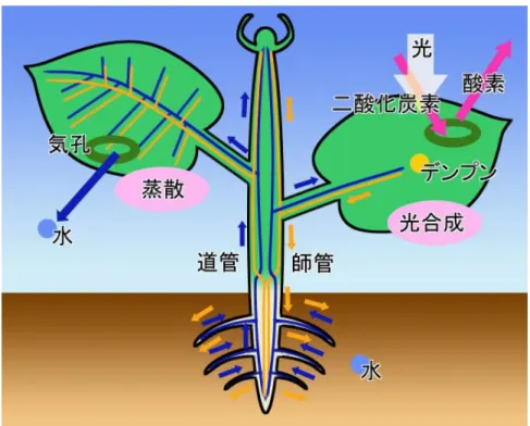 図 1 植物内での物質の流れ 