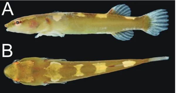 Fig. 2. Underwater photograph of Propherallodus briggsi, 0.1–0.3  m depth (KPM-NR 182282K, same individual as KPM-NI  52403)