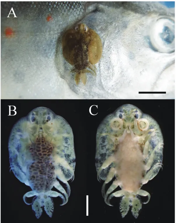 Fig. 1. A, Argulus coregoni, adult female (11.3 mm in body length), on the right opercle of Oncorhynchus masou ishikawae (135 mm in  standard length) from the upper Echi River, Shiga Prefecture, central Japan