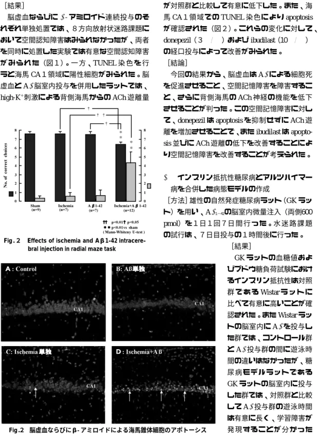Fig． ２ 脳虚血ならびにβ―アミロイドによる海馬錐体細胞のアポトーシス