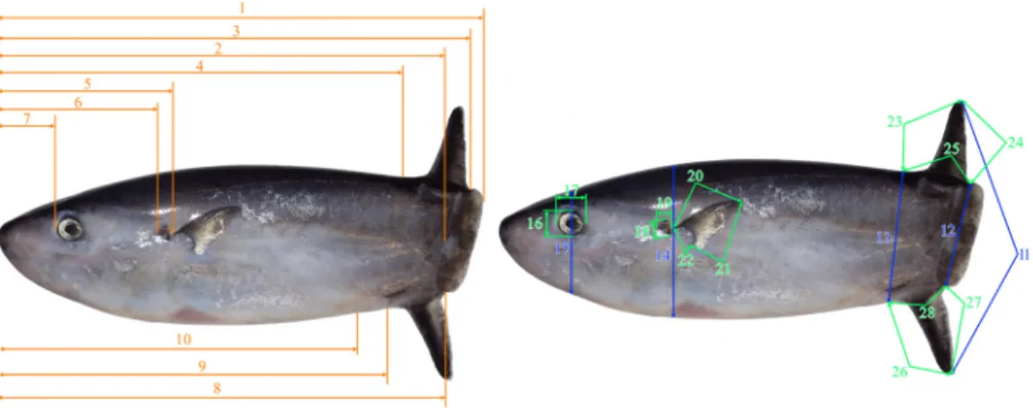 Fig. 1. Morphological parameters for the measurements of a Ranzania laevis specimen (off Kasasa-cho, Kagoshima Prefecture, Japan; 