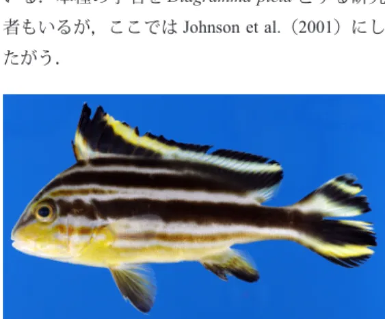 Fig. 43. Gerres microphthalmus ( ヤ マ ト イ ト ヒ キ サ ギ ) from  Haruno, Kochi Prefecture, Japan