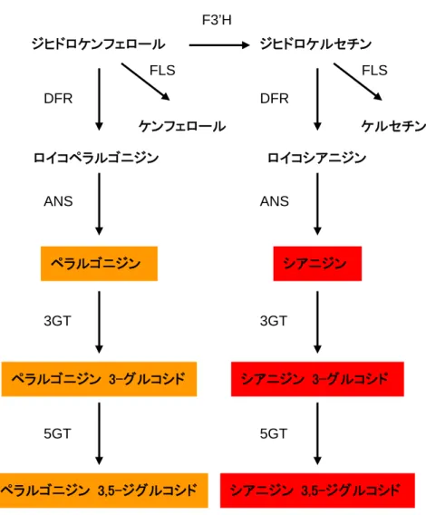 図 2. 非組換えバラにおけるアントシアニン生合成経路の概略  非組換えバラではシアニジン型アントシアニンやペラルゴニジン型アントシアニンを蓄積している。  （注）F3'H：フラボノイド 3'-水酸化酵素、FLS：フラボノール合成酵素、DFR：ジヒドロフラボノール 4-還元酵素、 ANS：アントシアニジン合成酵素、3GT：アントシアニジン 3-糖転移酵素、5GT：アントシアニン 5-糖転移酵素。ジヒドロケンフェロールジヒドロケルセチン DFR DFR ロイコペラルゴニジン ロイコシアニジン ANS ANS 