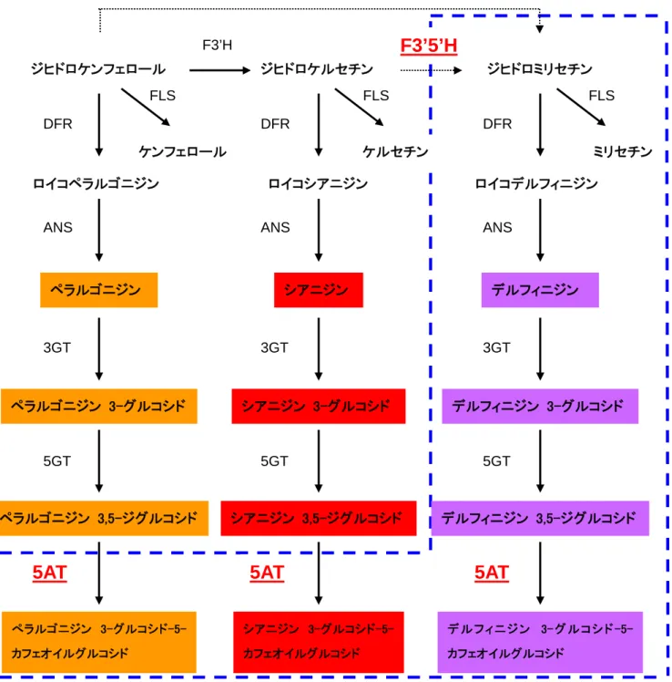 図 3. 本組換え体におけるアントシアニン生合成経路の概略  非組換えバラには F3’5’H が欠損しているため、破線の経路は存在しない。パンジー由来の F3’5’H 遺伝子を導入することに よりジヒドロミリセチンを生合成し、青みを帯びたデルフィニジン型アントシアニンを蓄積させ、花の色を青くすることができる。 さらにトレニア由来のアントシアニン 5-アシル基転移酵素（5AT）遺伝子を導入することにより、アントシアニンに芳香族アシル基 が付加され、アントシアニンが安定化し、かつその色をより青くすることができる