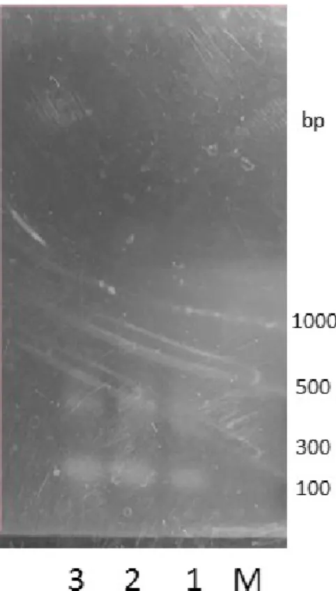 Figure 2-3 E.coli C 株のゲノム DNA を鋳型にプライマー③、⑥を用いて 行った PCR 産物の 2 % アガロースゲル電気泳動