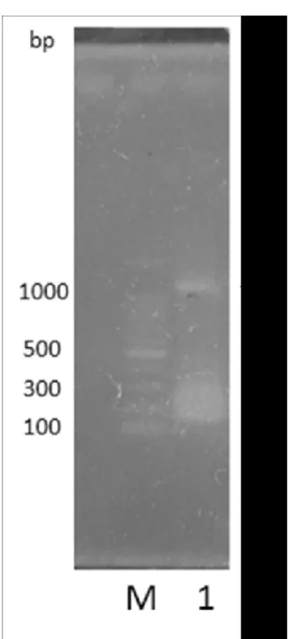 Figure 2-6 pKD3 に Table 2-4 のプライマーを用いて行った