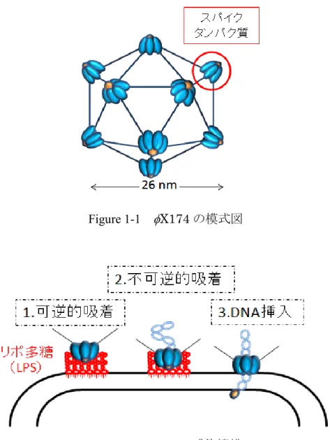 Figure 1-1 X174 の模式図