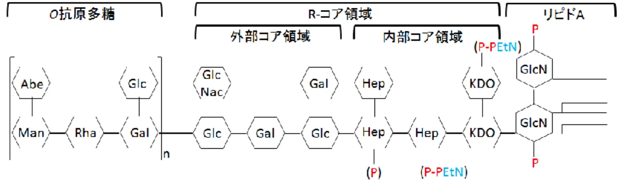 Figure 1-3 S. enterica sv. Typhimurium の LPS の模式図
