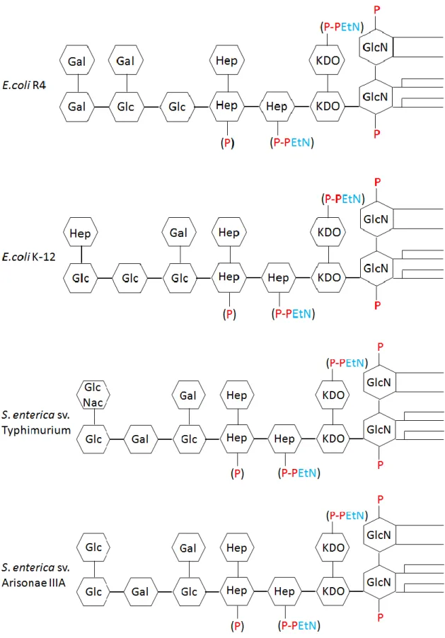 Figure 1-4  大腸菌およびサルモネラ菌の R コア糖鎖の模式図