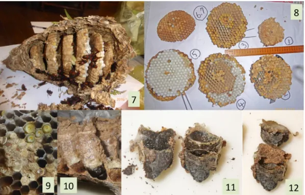 Table 1. Summary of data for the four nests collected in Tatsugô-chô, Amami-ôshima.