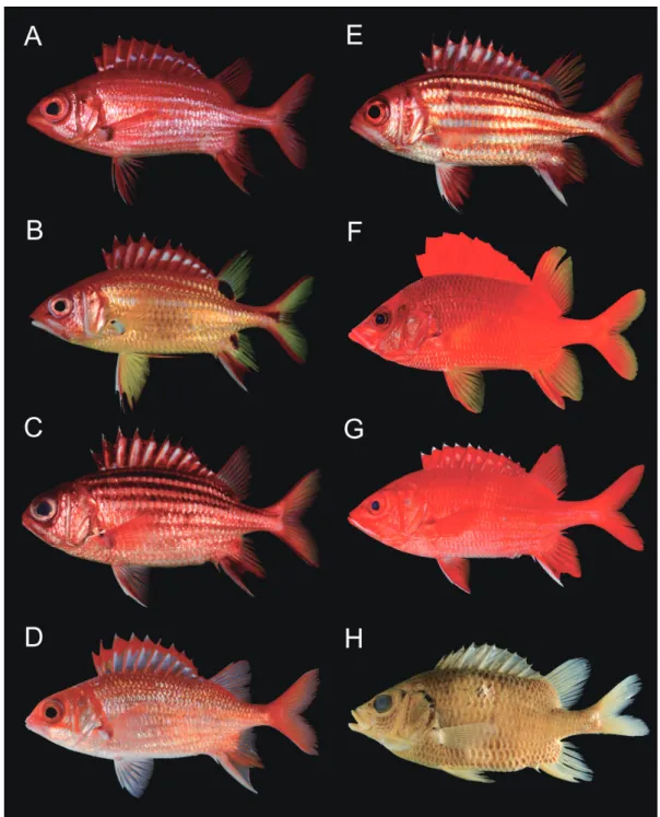 Fig. 4. Specimens of Holocentrinae collected from the Ryukyu Islands, Japan — 2. A, S