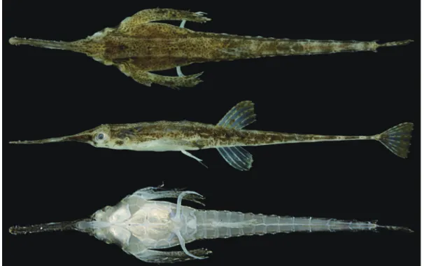 Table 1. Counts and measurements of two specimens of Pegasus volitans from Kagoshima Prefecture, Japan.