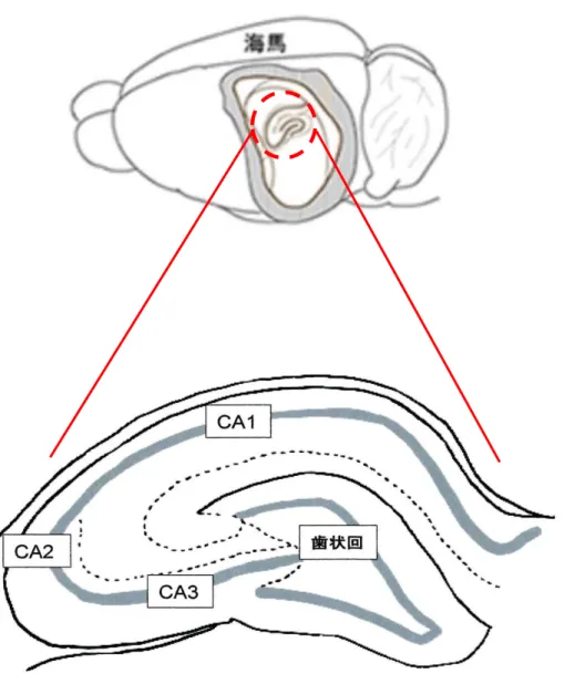 Fig. 1  海馬体における各領域 