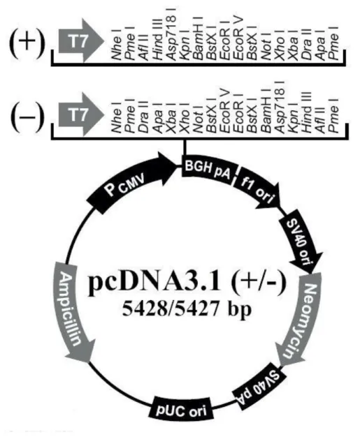 Fig. 3 pcDNA Vector 