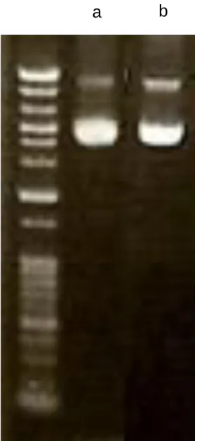 Fig. 4 B23 in pcDNA    (a: intact  b: mutant) 