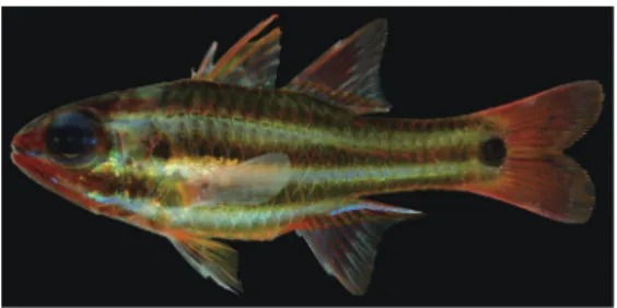 Fig. 3. Fresh specimen of Pseudamiops gracilicauda. KAUM–