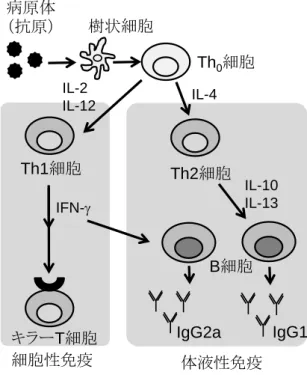 図 1-5.  獲得免疫のしくみ 