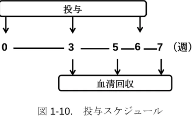 図 1-10.  投与スケジュール  ②実験結果  ミルセンの結核菌抗原 Ag85B に対する抗体産生誘導効果の検討  [Alum（Ag85B+） ]  群および  [ミルセン（Ag85B+）]  群は両群ともに、初回投与 3 週 目では、Control 群および  [ミルセン（Ag85B -）]  群に比べて、抗体誘導効果は観察さ れなかった（図 1-11（A） ） 。しかし、[ミルセン（Ag85B+）]  群は、初回投与後 5 週目 で、Control 群と比べて有意に Ag85B 特異的 IgG の産