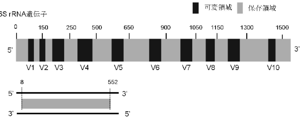 図 2-7.  細菌の 16S rRNA 遺伝子と標的にした領域 