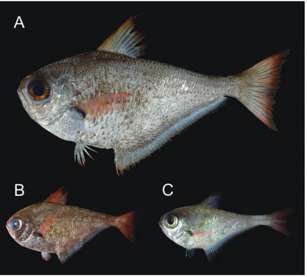 Fig. 1. Fresh specimens of Pempheris adusta. A: KAUM–I. 66699, 159.5 mm standard length (SL), Uchinoura Bay, Kagoshima Prefecture,  Japan; B: KAUM–I