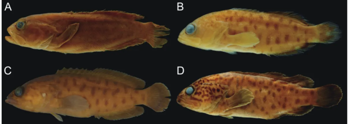 Fig. 3. Preserved specimens of Aporops bilinearis representing typical color pattern. A, BSKU 5425, holotype of A