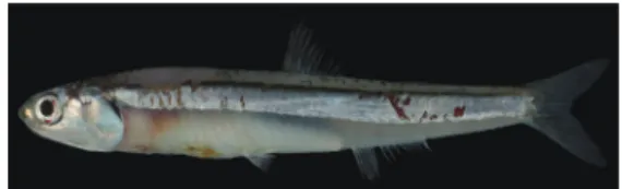 Fig. 15. Fresh specimen of Stolephorus indicus from Kagoshima  Prefecture (KAUM–I. 22521, 112.2 mm SL).