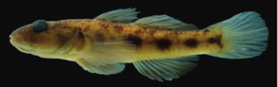 Fig. 16. Preserved specimens of Tridentiger obscurus. A, KAUM–