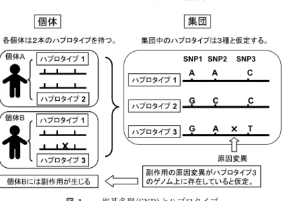 図 1. 一塩基多型（SNP）とハプロタイプ しているが，原因変異の無いハプロタイプ 2 にも同じアレル G が乗っている．同様に SNP2 を見 ると原因変異があるハプロタイプ 3 にはアレル A が存在しているが，原因変異の無いハプロタイ プ 1 にもアレル A が存在し，SNP1 も SNP2 も原因変異の有無とアレルのタイプが 1 対 1 に対応 していない．したがって，SNP1 や SNP2 を調べても原因変異を特定することはできない．実際 の状況では，どこに原因変異が存在するか不明であるため，S