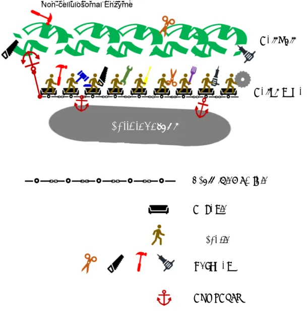 Figure 1. Schematic model of C. cellulovorans cellulosome. 