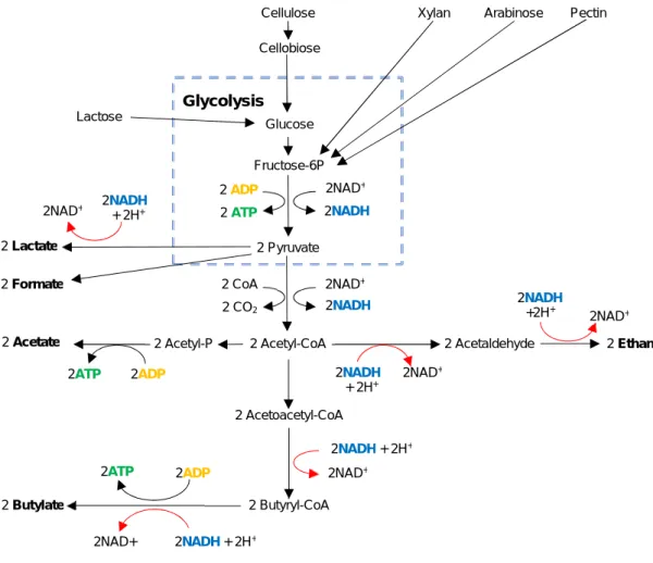 Figure  2.  Central  metabolic  pathway  in  Clostridium  cellulovorans,  based  on  the  data  presented in references [40,60,61,62,123]