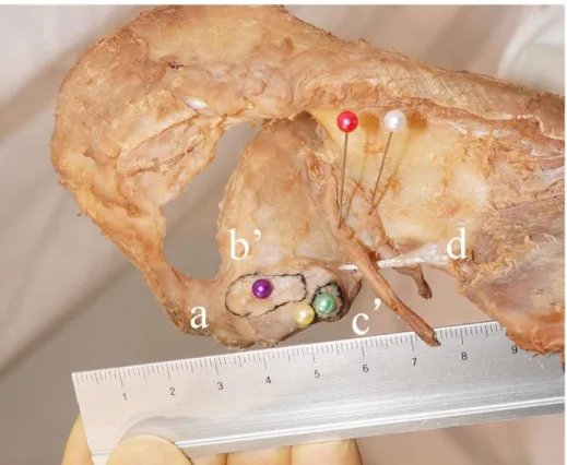 Fig. 2B. Superior view of the right shoulder. b′: attachment of the trapezoid ligament; c′: 