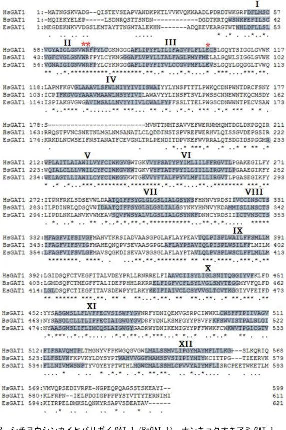 図 2-3. シチヨウシンカイヒバリガイ GAT-1（BsGAT-1） 、ナンキョクオキアミ GAT-1