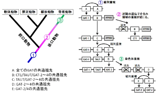 図 5-2. 軟体動物 TAUT、脊椎動物の CT1 と TAUT のアミノ酸配列の比較  青色部分は CT1 の機能において重要なアミノ酸残基を示す。 