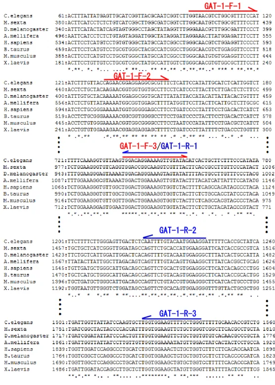 図 1. GAT-1cDNA の部分配列をクローニングするための degenerate プライマーを設計する際 に使用した、センチュウ（C.  elegans）、タバコスズメガ（M