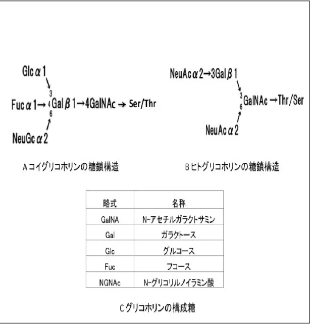 図 1-2.  コイグリコホリンの糖鎖構造 
