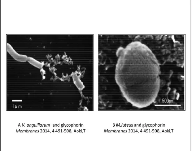 図 1-3.  コイグリコホリンと細菌の SEM 画像 