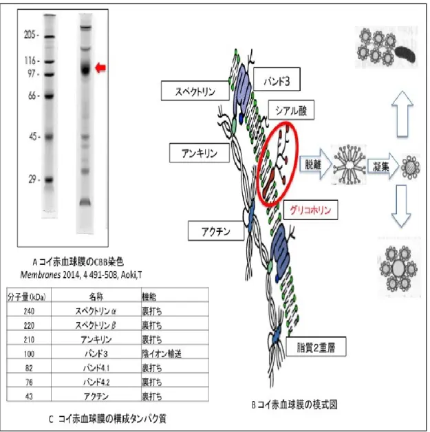 図 1-1.  コイ赤血球膜の模式図