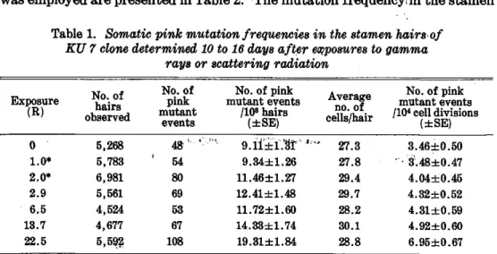 Table  1.  Somatic  pink  mutation  frequencies  in  the  stamen  hairs  of    KU  7  clone  determined  10 to  16 days  after  exposures  to gamma 