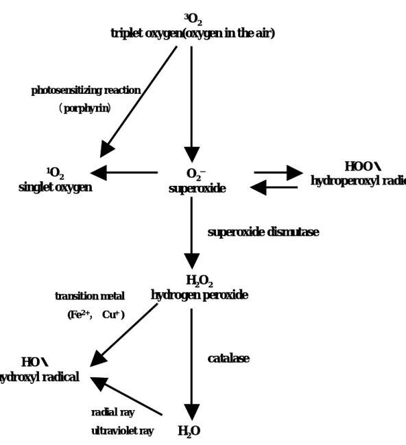Fig. 2-2. Generation of active oxygen in vivo 12)
