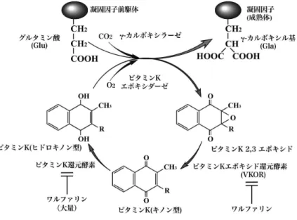 Fig. 2  Vitamin K cycle and warfarin.