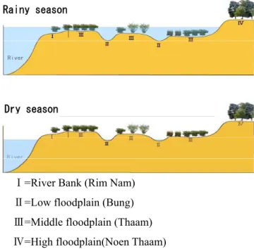 Fig. 3    Landforms and vegetations due to the fluctuation  of water in the lower Songkram river basin 