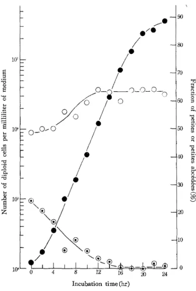 Fig. 1. An example of the time course of the growth of zygotes.